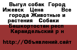 Выгул собак. Город Ижевск › Цена ­ 150 - Все города Животные и растения » Собаки   . Башкортостан респ.,Караидельский р-н